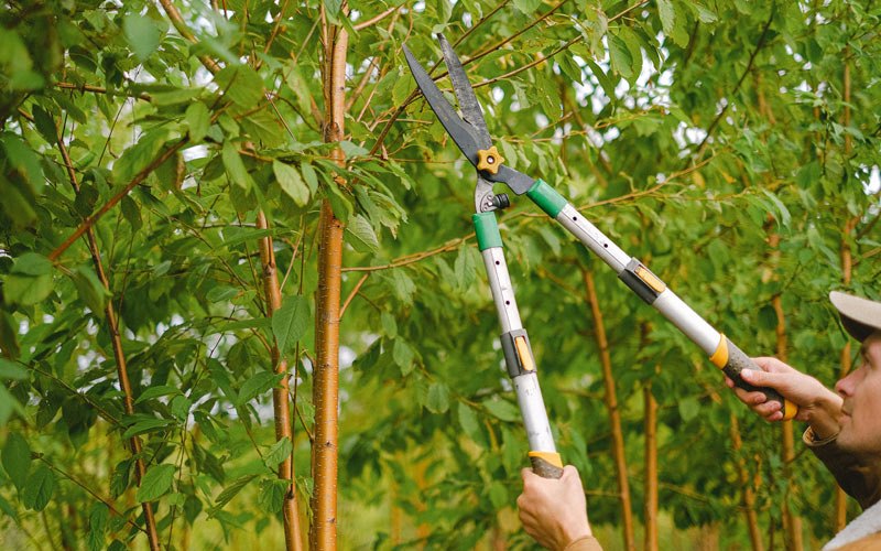 Tree trimming in Anaktuvuk Pass, AK
