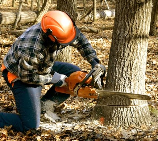 Tree Removal in Anaktuvuk Pass, AK